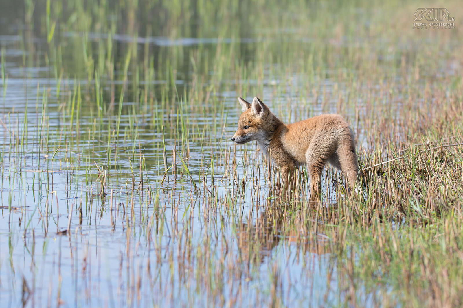 Fox cub near the water A juvenile fox drinking at the water Stefan Cruysberghs
